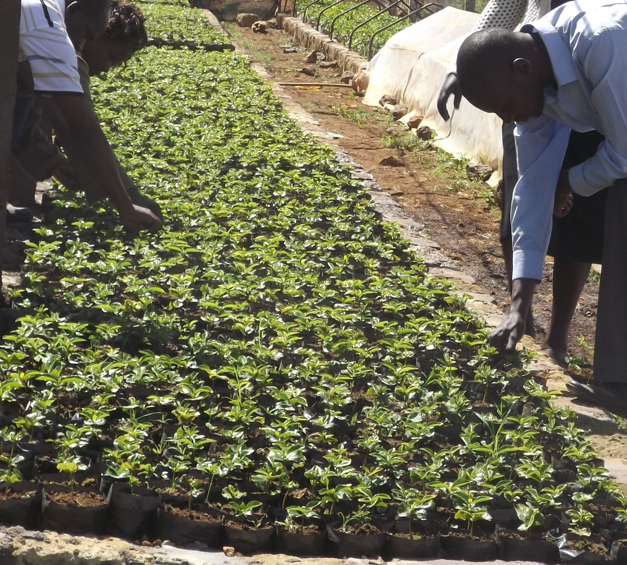 Coffee Nursery